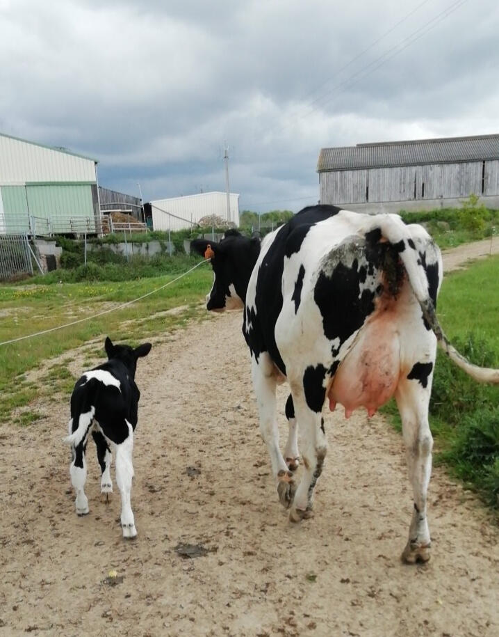 Cheval qui se fait masser.